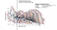 Brain disease related SV proteome abundance curve