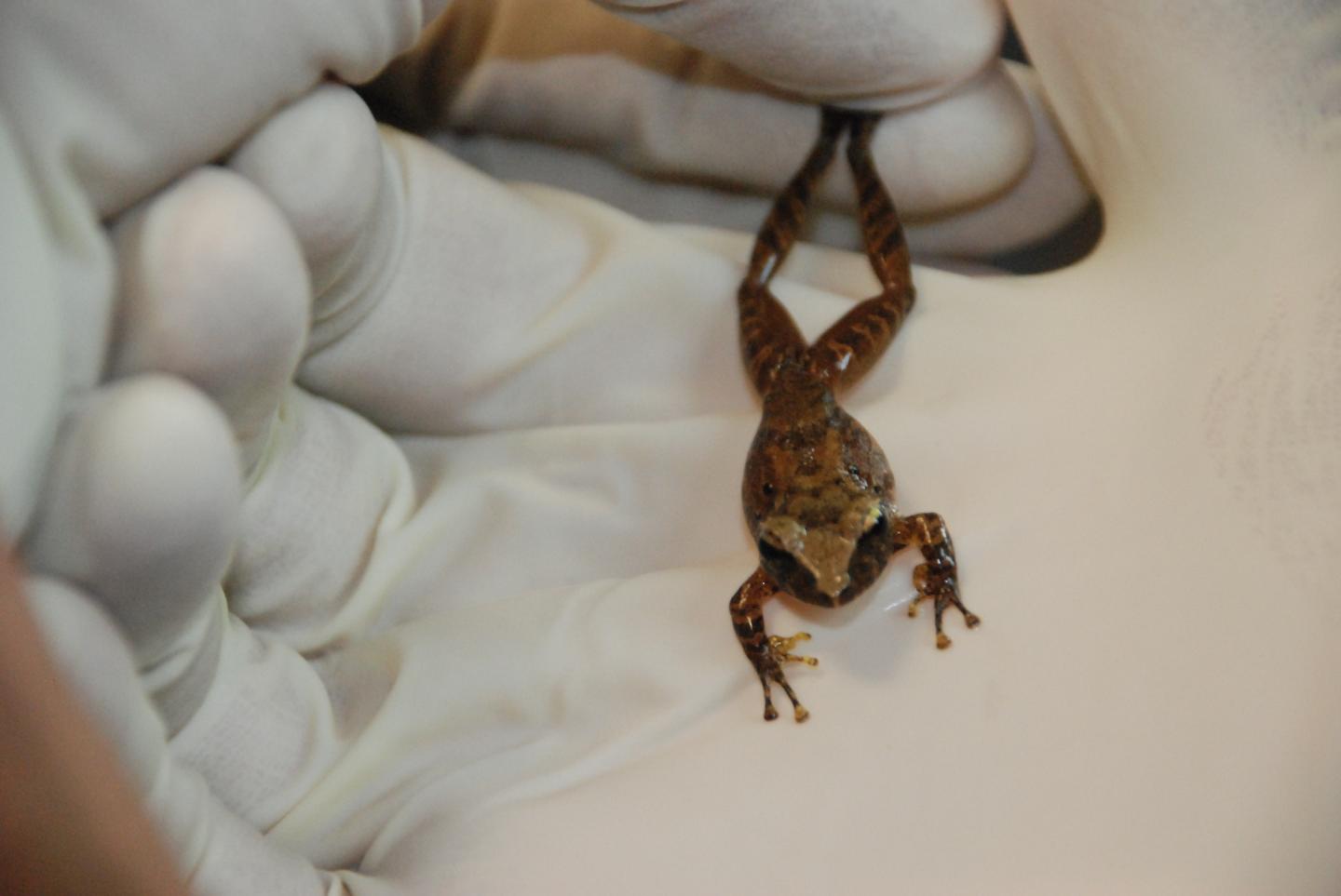 Frog Species with Promising Skin Bacteria