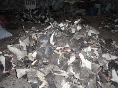 A Shipment of Dried Shark Fins