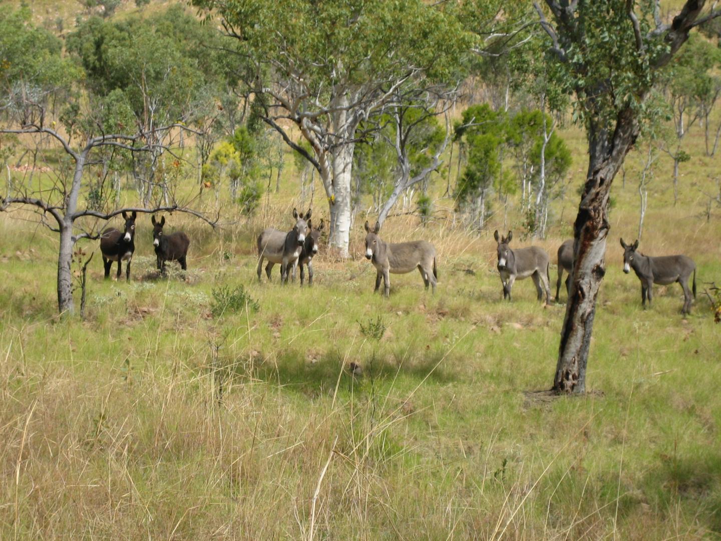 Wild donkeys in Australia