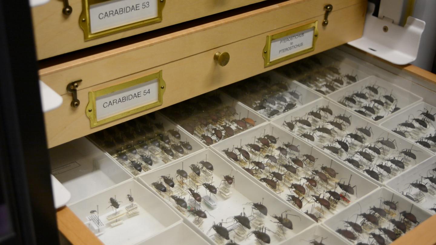 Beetles from UBC's Beaty Biodiversity Museum collection