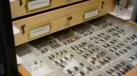 Beetles from UBC's Beaty Biodiversity Museum collection