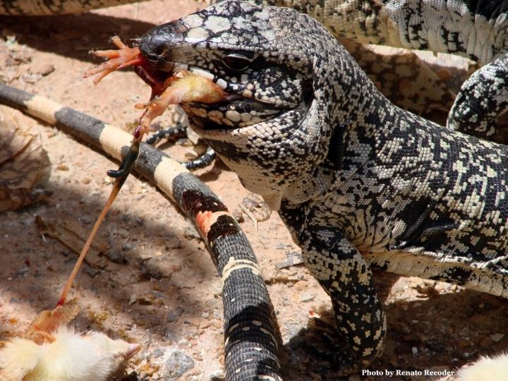 Tegu Eating a Baby Chicken