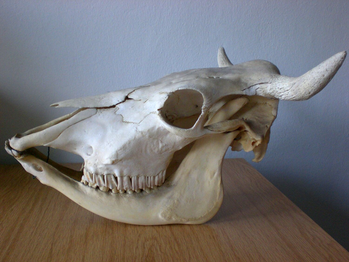 The skull of a cow shows that its teeth have relatively low crowns compared to other herbivores who haven't evolved the same method of digestion.