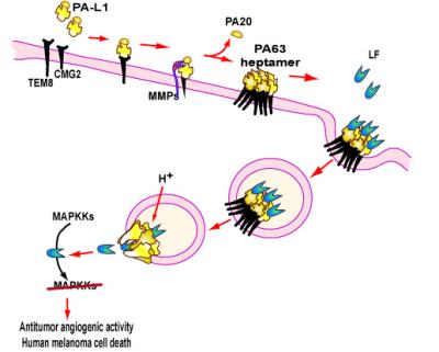 Model of Action of the MMP-activated Anthrax Toxin