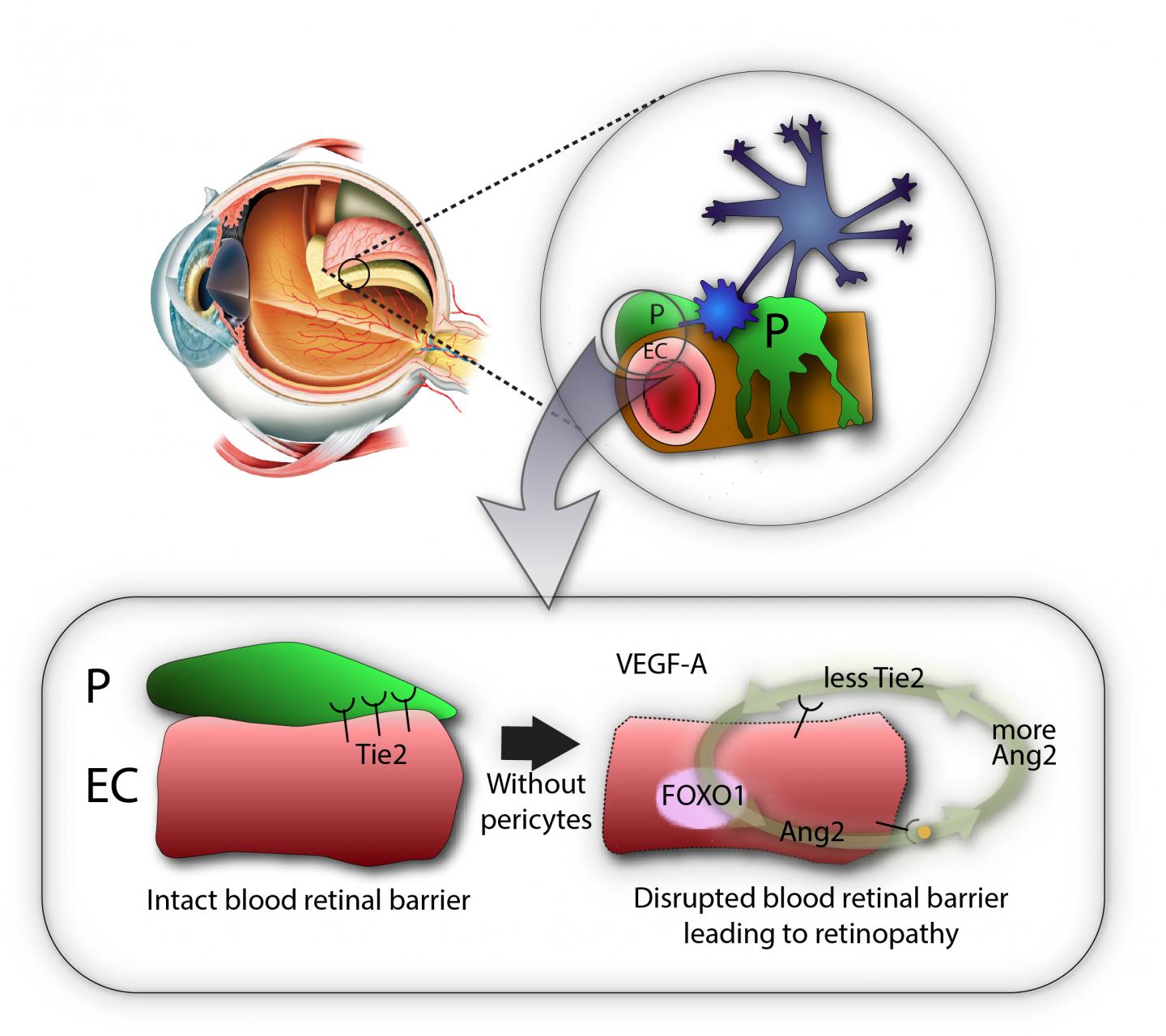 Simplified Diagram Showing the Role of Pericytes in Stabilizing the Blood-Retinal Barrier