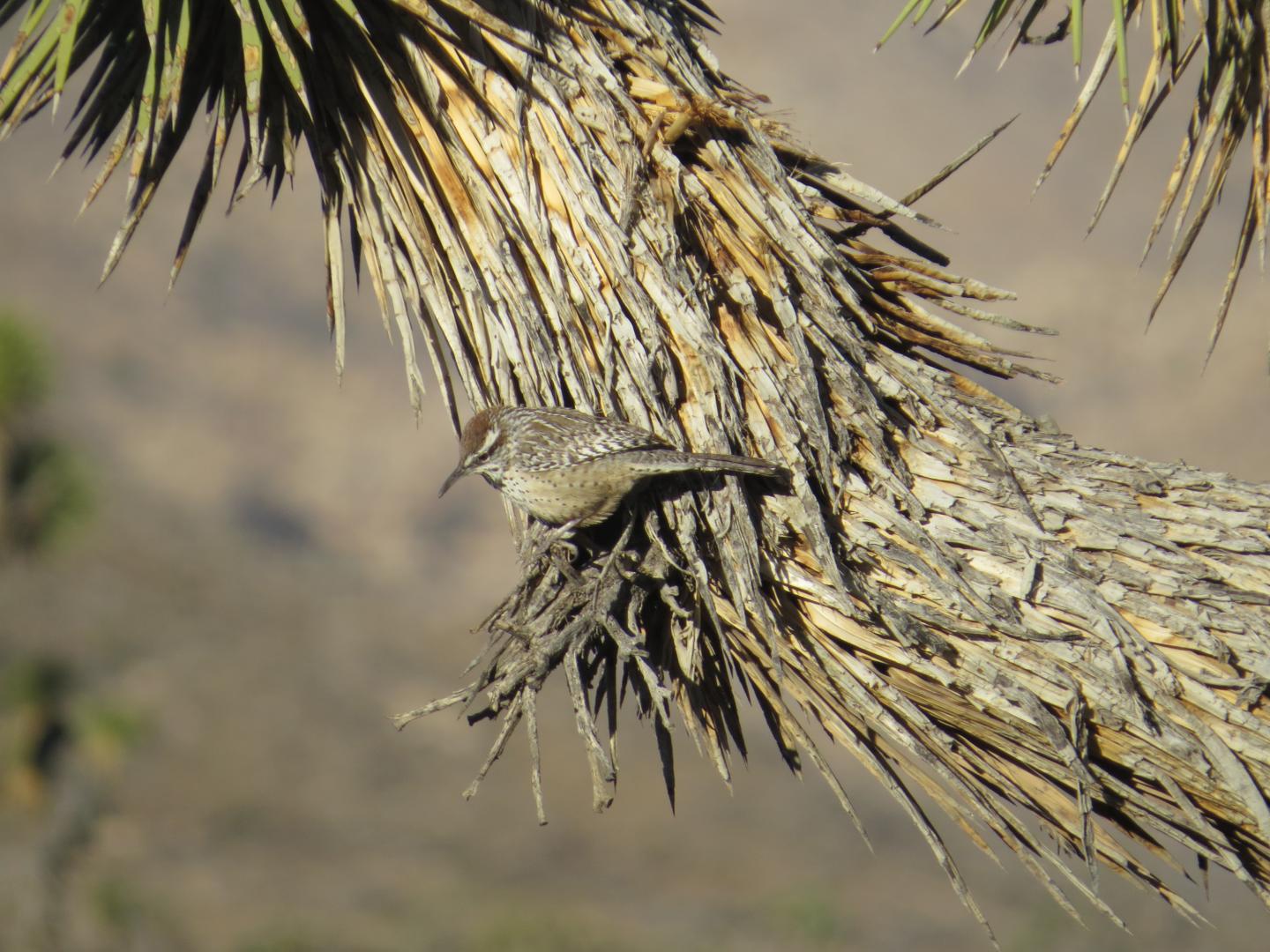 Cactus Wren