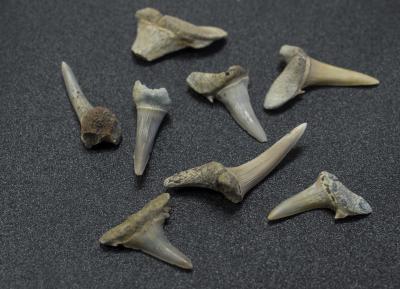 Sharks Teeth