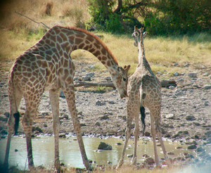 Male giraffe and flehmen with female giraffe