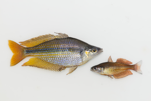 Rainbowfish from the Wet Tropics region of Australia