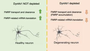 Schematic representation of healthy vs unhealthy sensory neurons