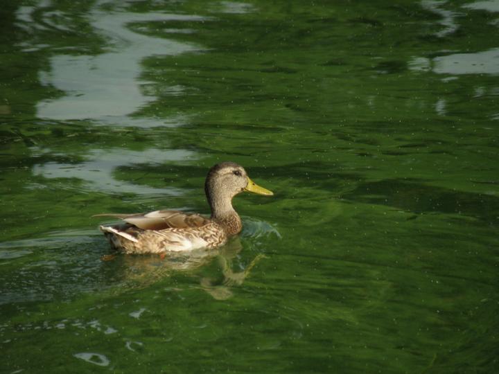 Harmful Algal Bloom, Lake Erie 2009