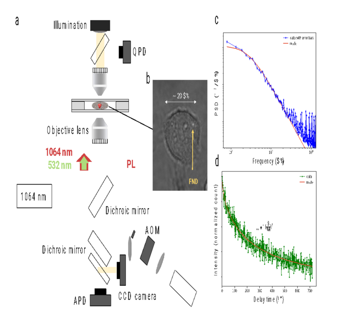 Optical trapping setup [IMAGE] EurekAlert! Science News Releases