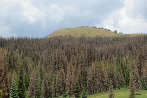 Forest Near Wolf Creek Pass