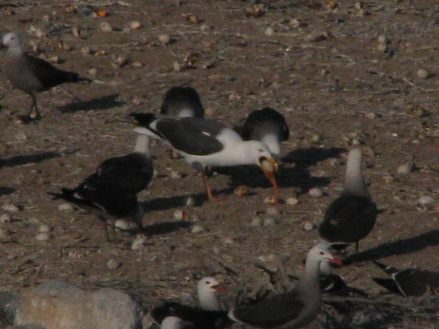 Yellow-Footed Gull and Heermann's Gulls
