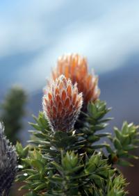 Flower of the Andes