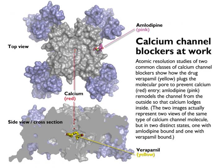 Calcium channel blockers caught in the act at EurekAlert!