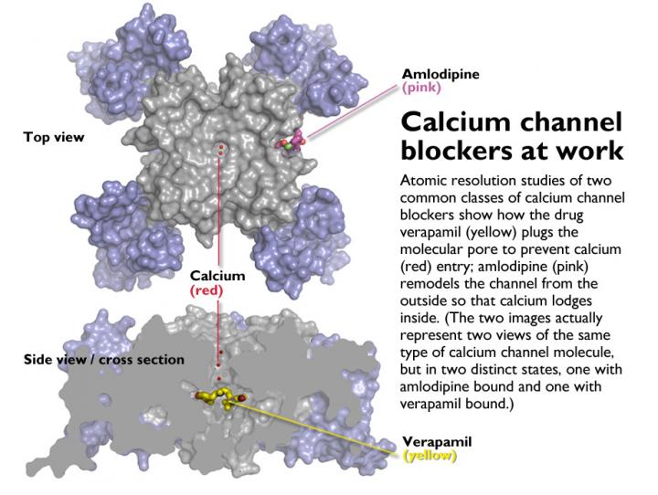Calcium Channel Blockers at Work