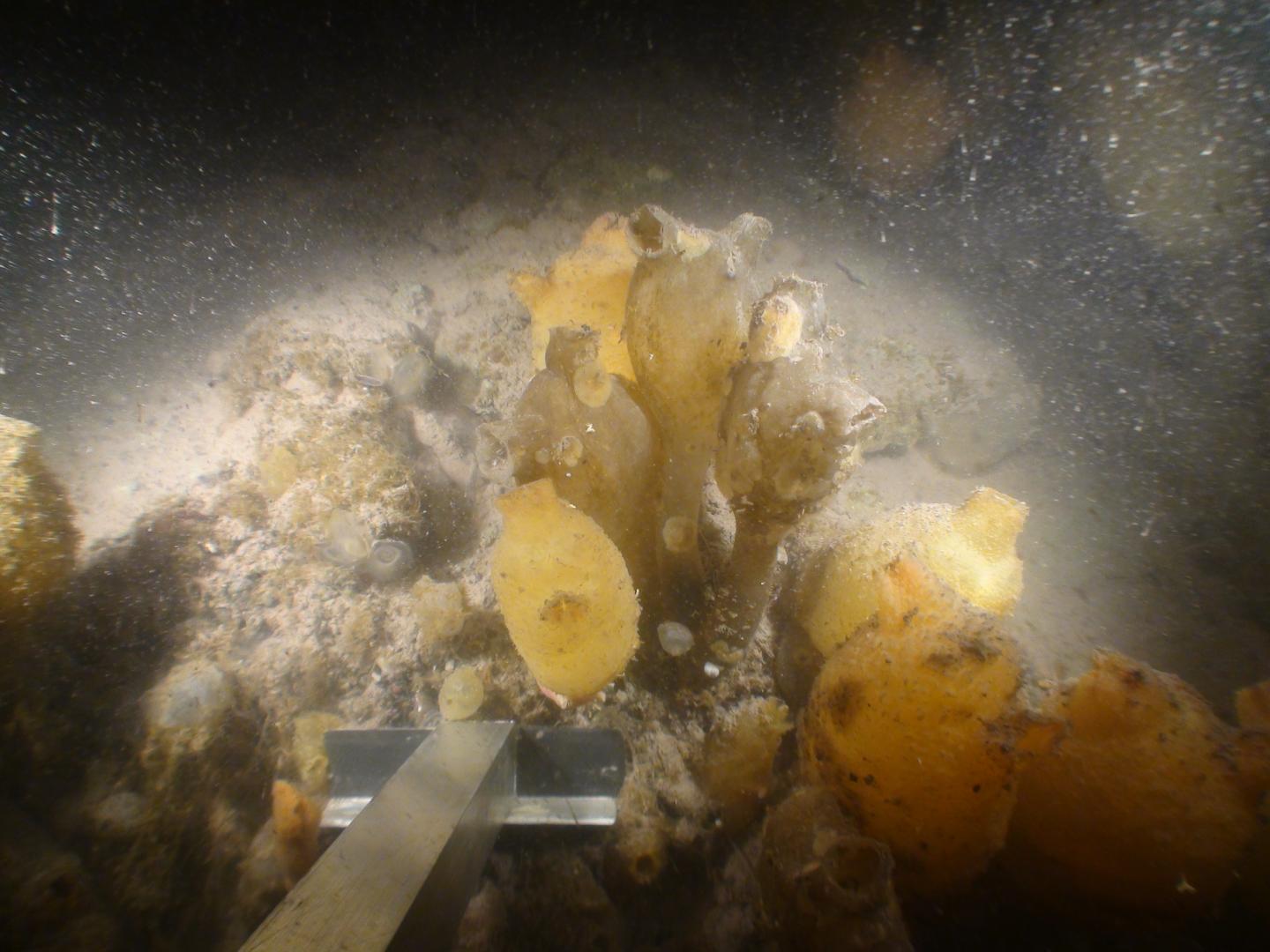 Benthos in Potter Cove