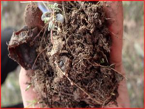 roots with rhizobia bacteria