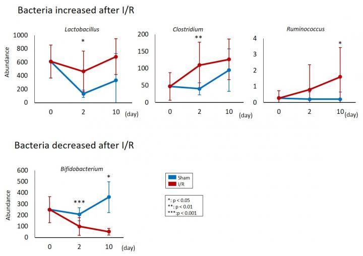 Figure 1. AKI-Induced Gut Dysbiosis in the Mouse I/R Model