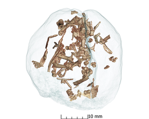 Mussaurus Patagonicus embryo CT scan