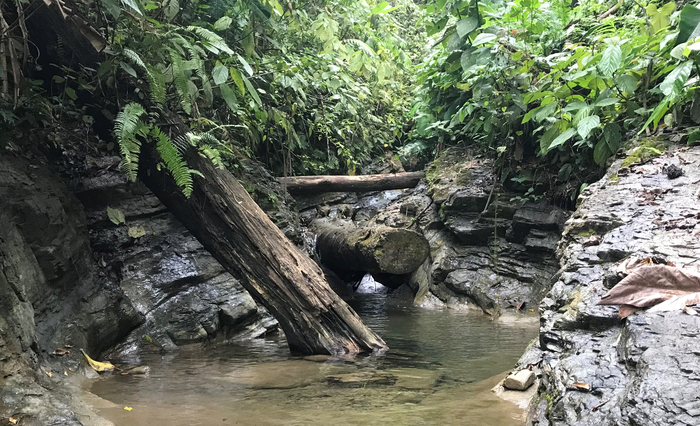 A small pool of water sourced from a deep spring in Panama