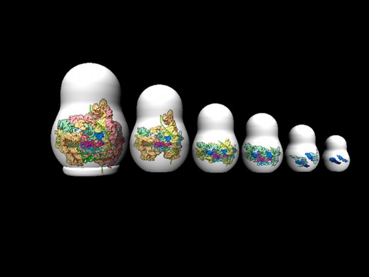 Russian Doll Sequence Symbolizes Ribosome Growth