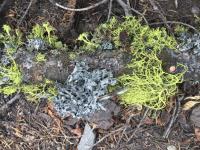 Wolf Lichen