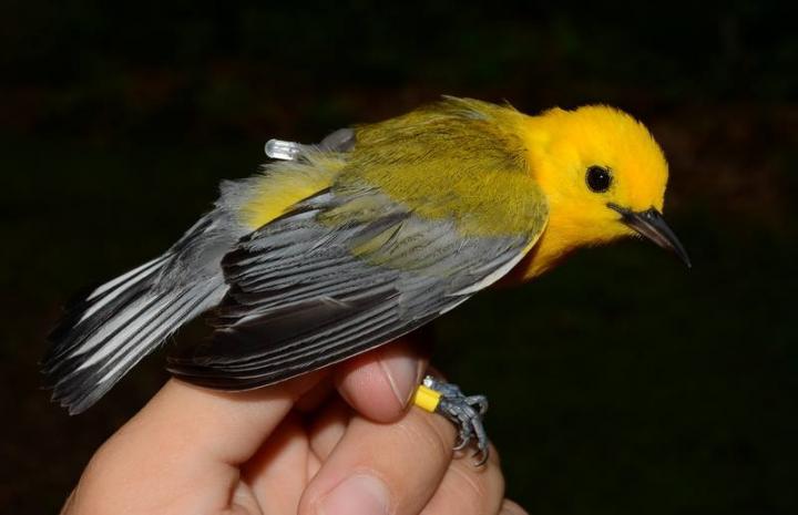 Prothonotary Warbler with Geolocator