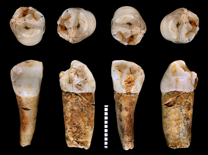 A Neanderthal premolar tooth