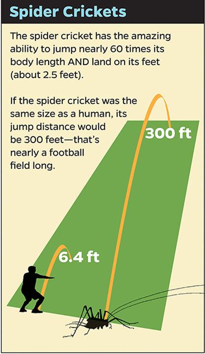 tiny-dancers-can-ballet-bugs-help-us-build-b-eurekalert