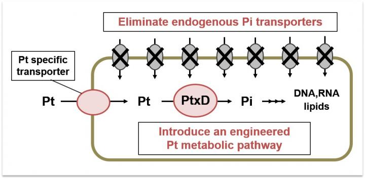 GMO Mechanism