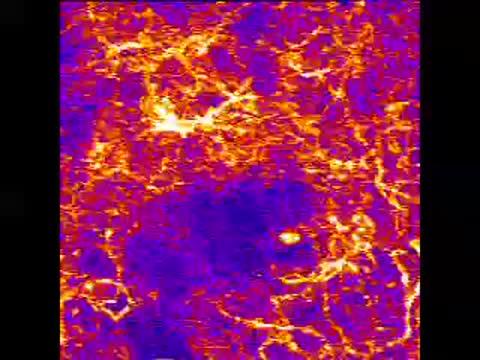 Dombeck Dopamine Axon