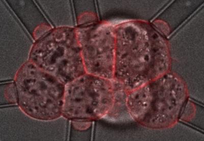 8-Cells Embryos during Experiment