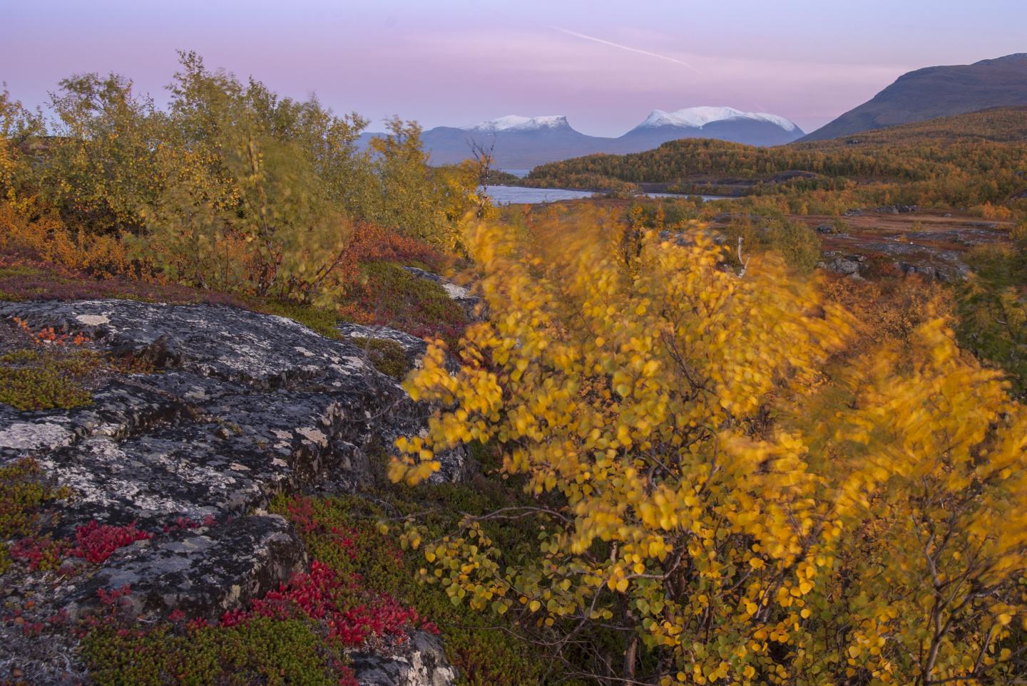 Tundra Landscape