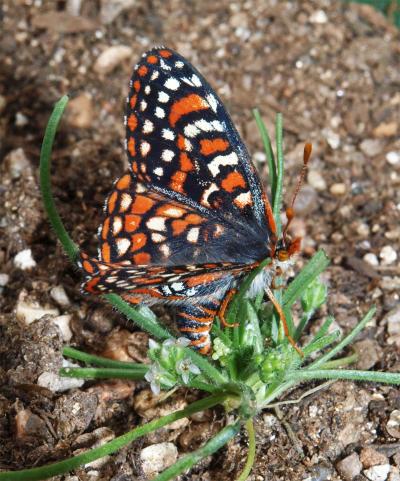 Quino Checkerspot Butterfly