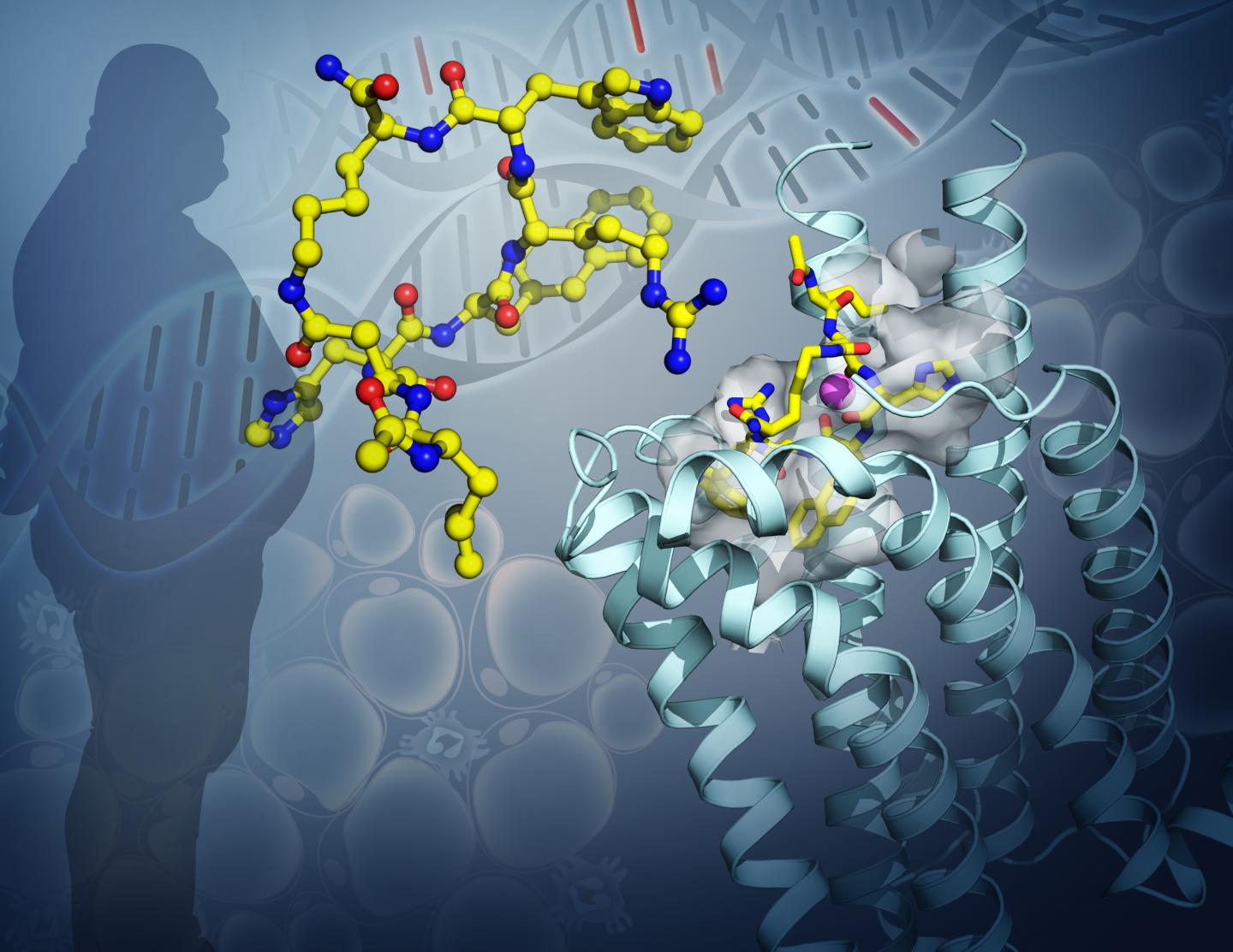 Scientists unlock potential to better therapies for obesity