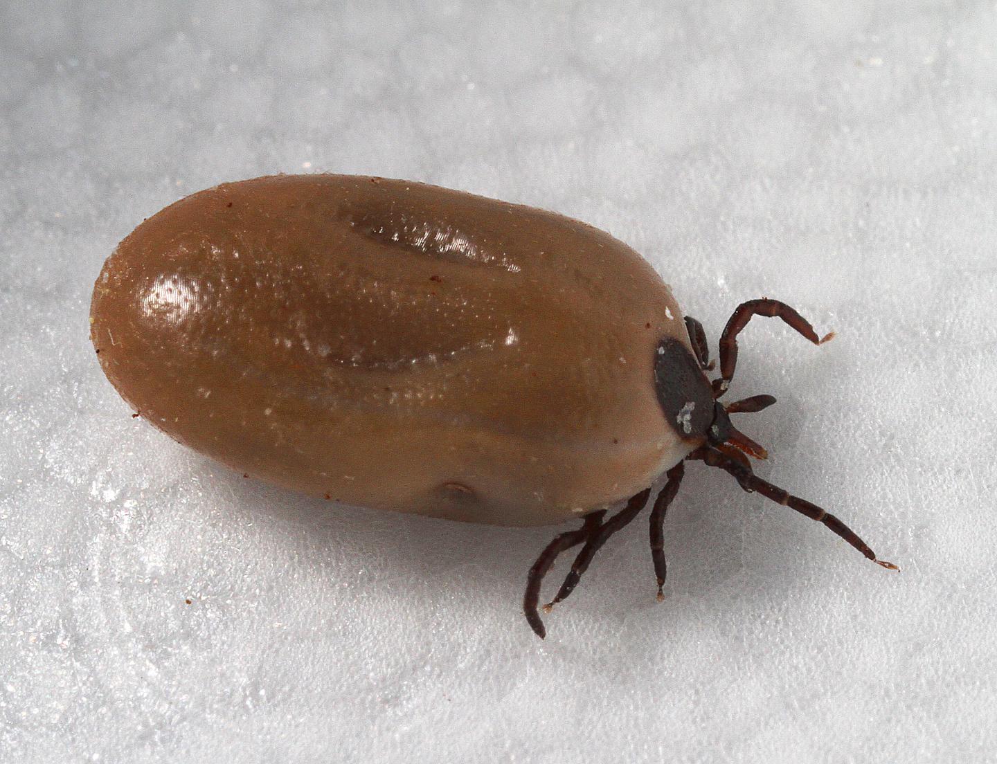 Blacklegged Tick Habitat