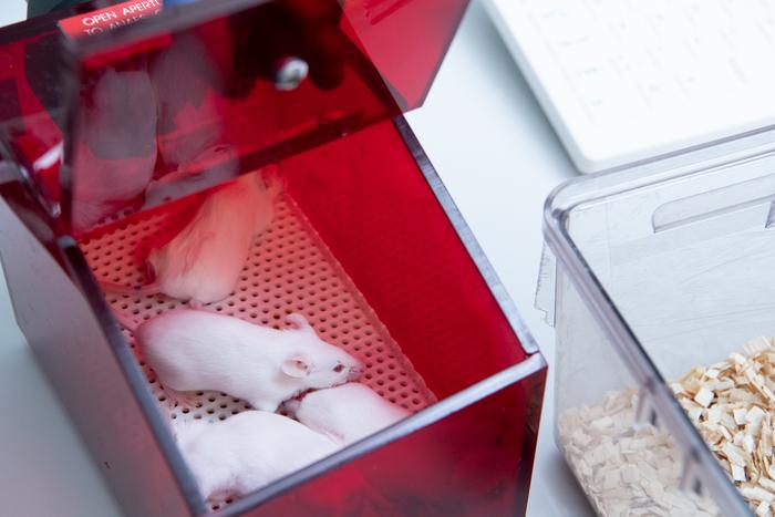 Laboratory mice in a box