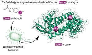 Insertion of boron into an enzyme