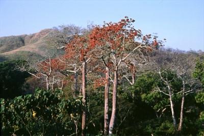 Flowering Cuipo Trees