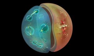 Dey Group Nucleus Mitosis