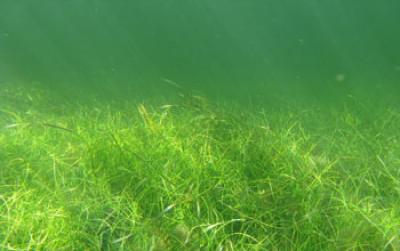 Dense Seagrass Meadow at the Florida Coastal Everglades LTER Site
