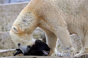 Male European bison (Bison bonasus) fed to a Polar bear (Ursus maritimus).