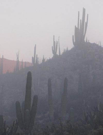 Mutations Explain Flies' Dependence on Unique Cactus (1 of 9)