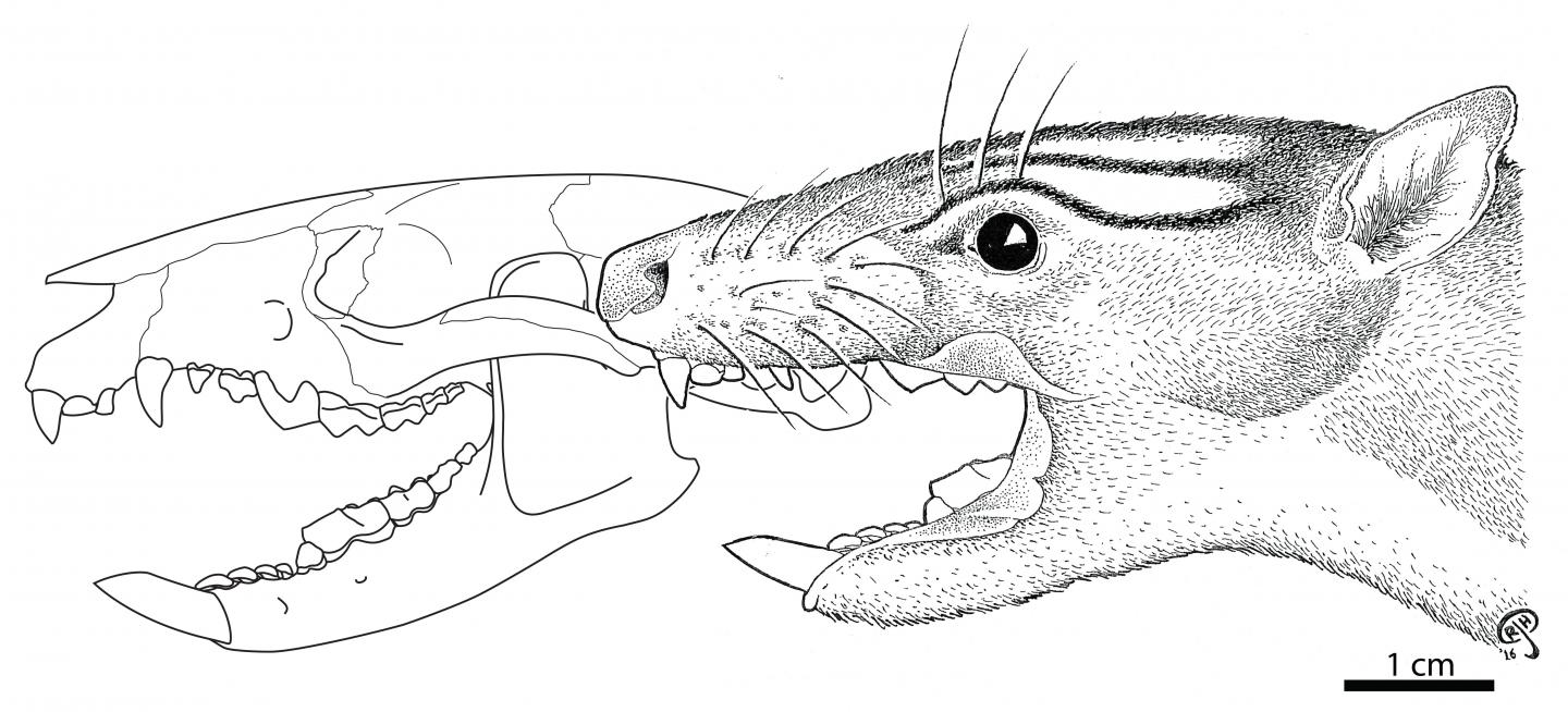 <em>Acdestis maddeni</em> Was Different from Other Palaeothentids