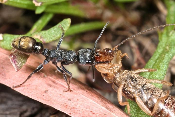 Backward-Walking Ant