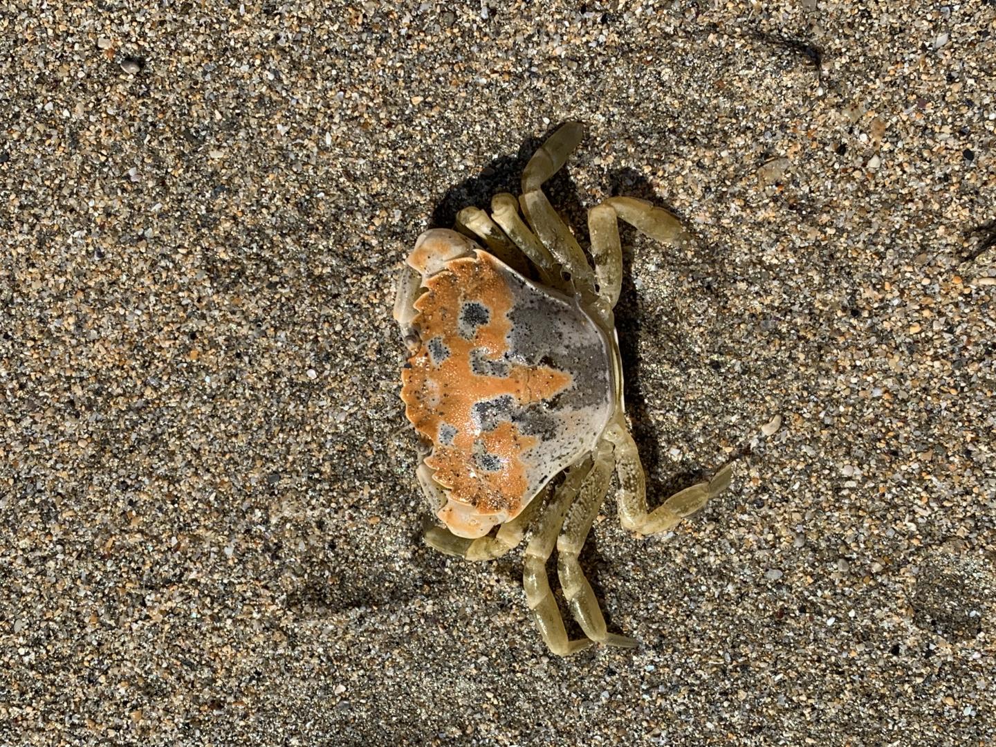 A Rock Pool Crab