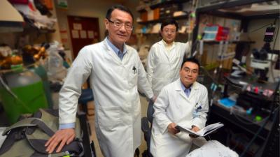 Mei Lab, Medical College of Georgia